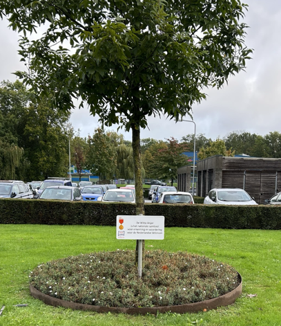 Anjer perk & Vrijheidsboom bij het gemeentehuis in Stein